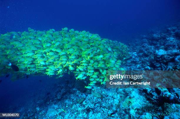 blue striped snapper - islas del índico fotografías e imágenes de stock