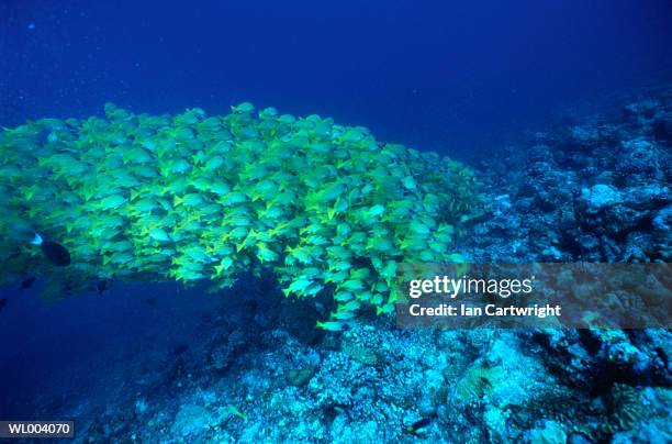 blue striped snapper - lutjanus kasmira stock pictures, royalty-free photos & images