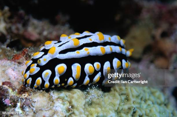 nudibranch - happy hearts fund 10 year anniversary tribute of the indian ocean tsunami stockfoto's en -beelden