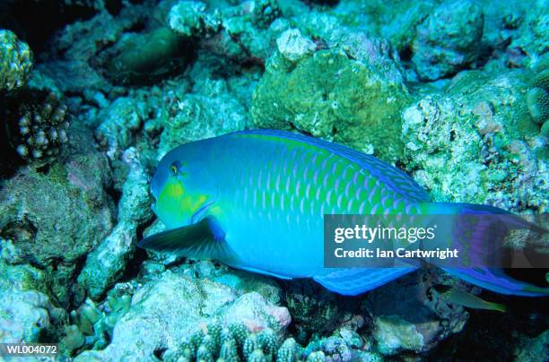 parrotfish - happy hearts fund 10 year anniversary tribute of the indian ocean tsunami stockfoto's en -beelden