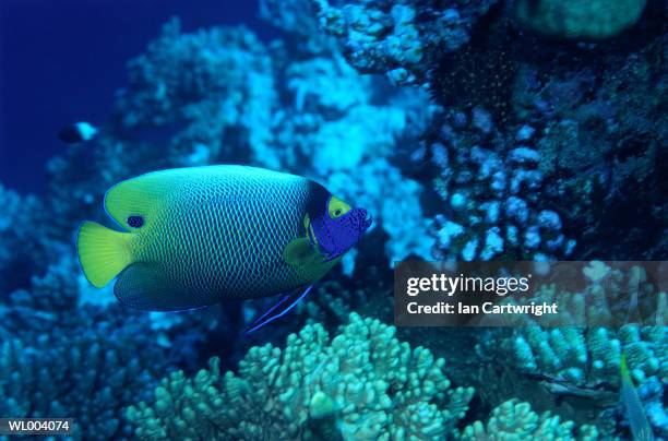 blue faced angelfish - islas del índico fotografías e imágenes de stock