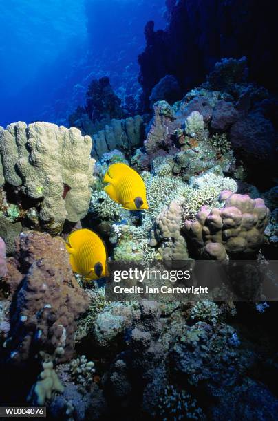 addis butterfly fish - chaetodon semilarvatus imagens e fotografias de stock