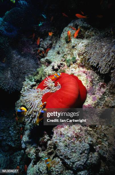 clown fish and anemone - 硬骨魚綱 ストックフォトと画像