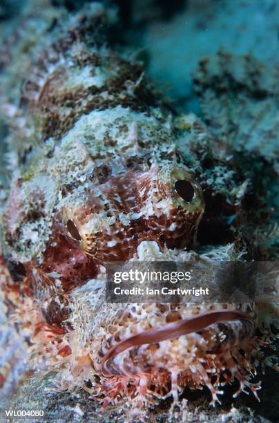 scorpion fish detail - islas del índico fotografías e imágenes de stock