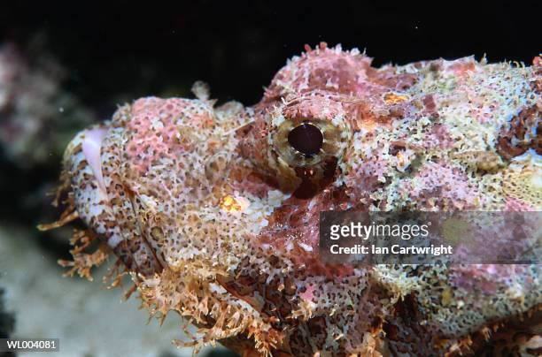 scorpion fish detail - islas del índico fotografías e imágenes de stock