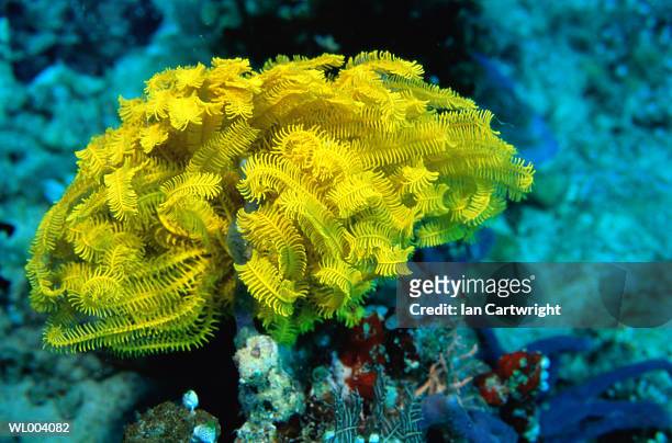 feather star - crinoid stock pictures, royalty-free photos & images