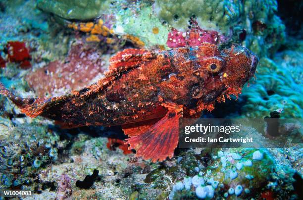 scorpion fish - islas del índico fotografías e imágenes de stock