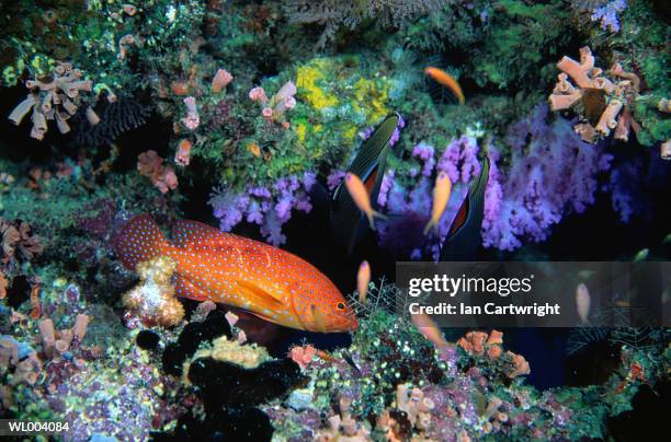 coral trout - coral hind stock pictures, royalty-free photos & images