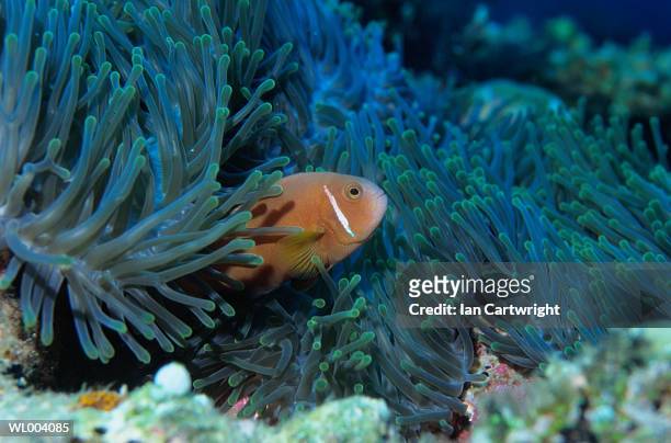 clown fish - abborrartade fiskar bildbanksfoton och bilder