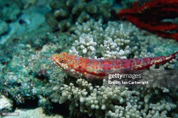 wizard fish - lizardfish stock pictures, royalty-free photos & images