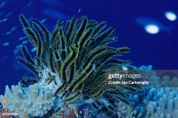 feather star - islas del índico fotografías e imágenes de stock