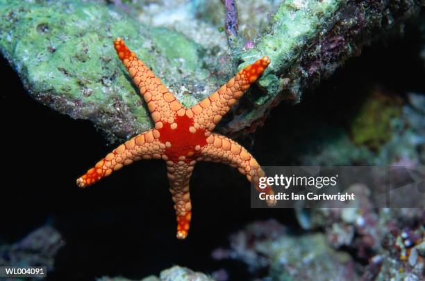 starfish fromia - islas del índico fotografías e imágenes de stock