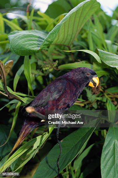 phonpei lory, national bird of phonpei - film independent hosts directors close up screening of lady bird stockfoto's en -beelden