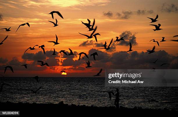 birds flying at beach at sunset - premiere of beard collins shores productions a very sordid wedding q a stockfoto's en -beelden