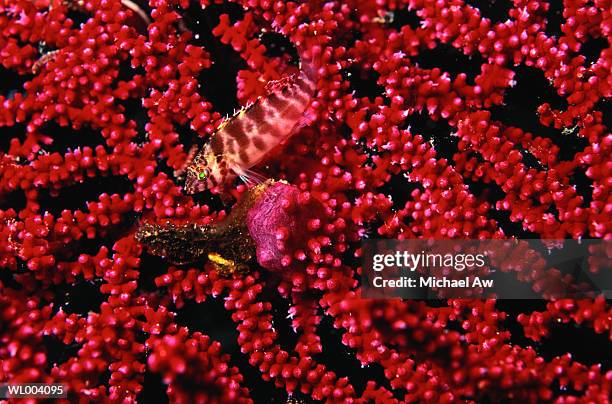 blotched hawkfish on gorgonian fan - indo pacific ocean stock pictures, royalty-free photos & images