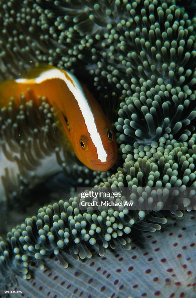 Skunk Anemonefish