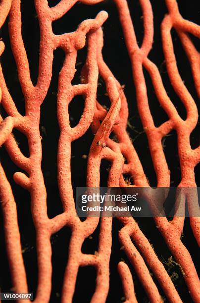 soft coral goby on gorgonian fan - michael fotografías e imágenes de stock