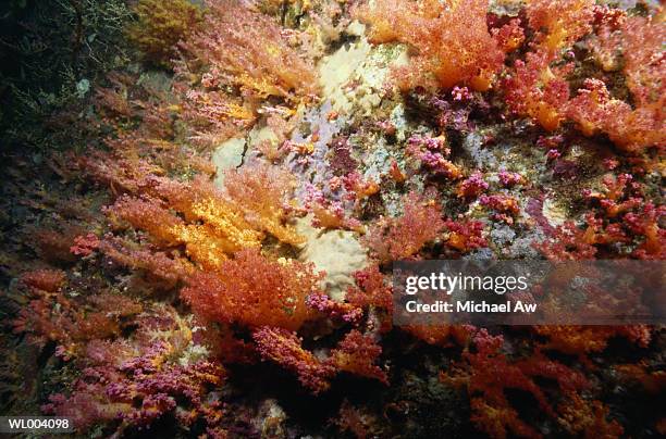soft coral covering rocks on reef - wirbelloses tier stock-fotos und bilder