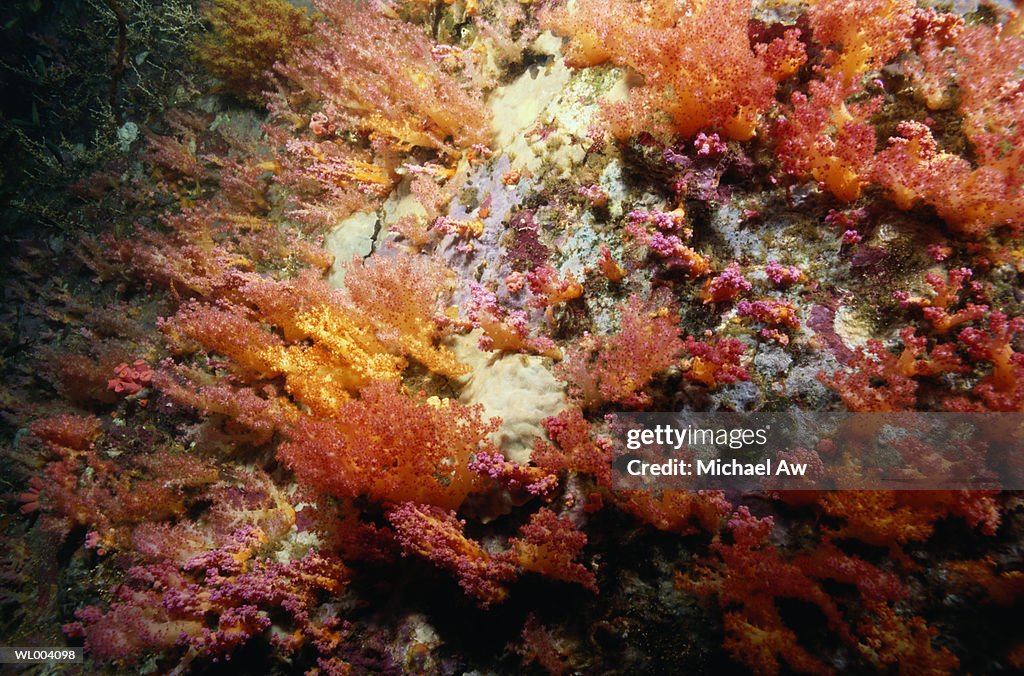 Soft Coral Covering Rocks on Reef
