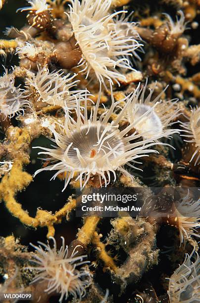 tube anemone growing on coral - michael stock-fotos und bilder