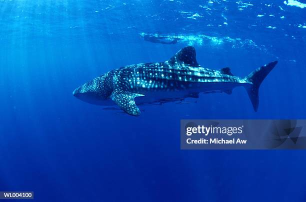 whale shark - happy hearts fund 10 year anniversary tribute of the indian ocean tsunami stockfoto's en -beelden