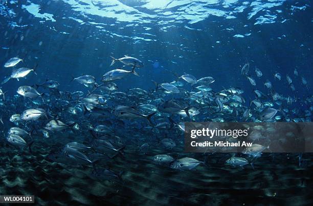 trevally swirling in formation - indopacific ocean stock pictures, royalty-free photos & images