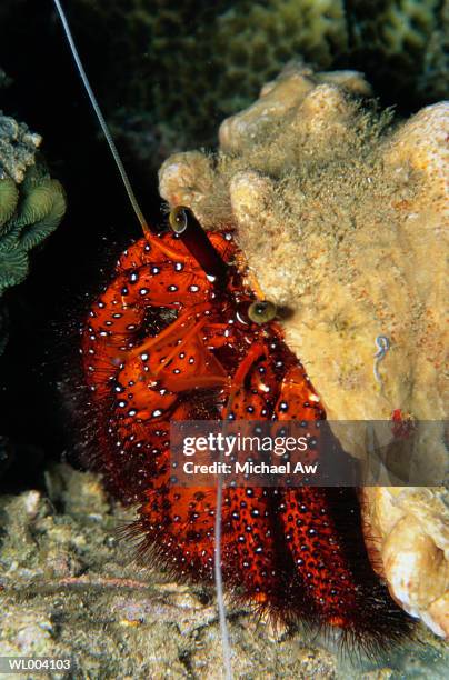 hermit crab - artrópodo fotografías e imágenes de stock