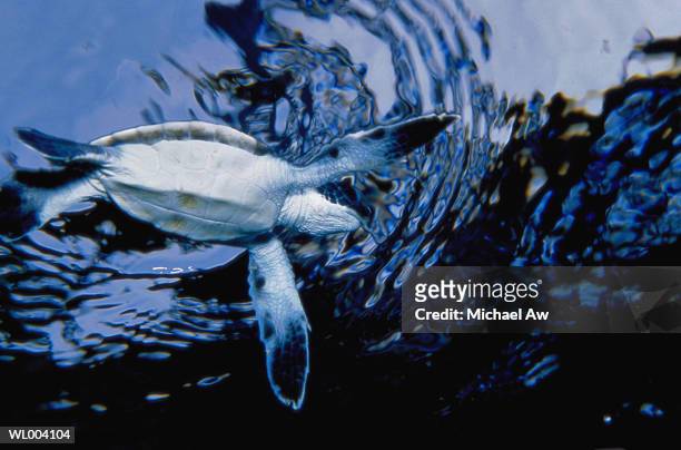 sea turtle hatchling - michael stock-fotos und bilder