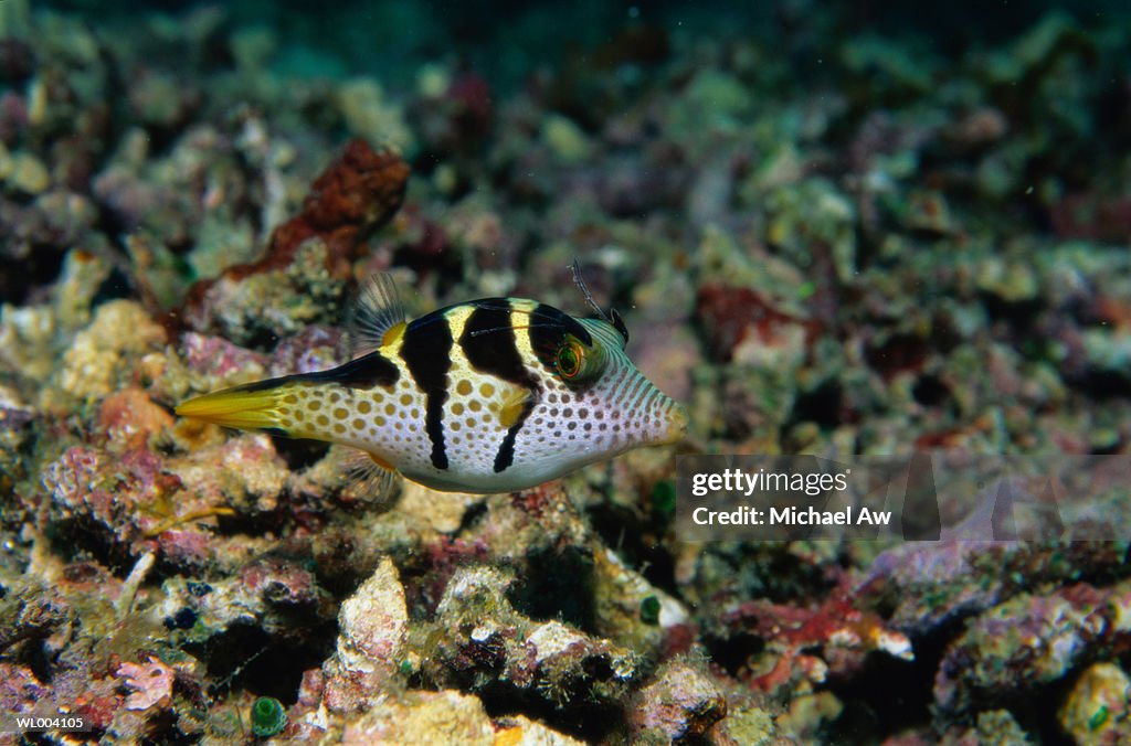 Saddled Pufferfish