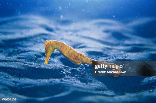 yellow sea horse - yellow sea stock-fotos und bilder