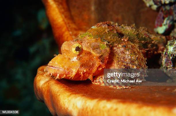 bearded scorpionfish - michael stock-fotos und bilder