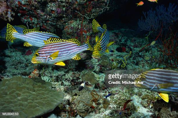 oriental sweetlips - sweetlips stock pictures, royalty-free photos & images