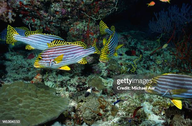 oriental sweetlips - grupo pequeno de animais - fotografias e filmes do acervo