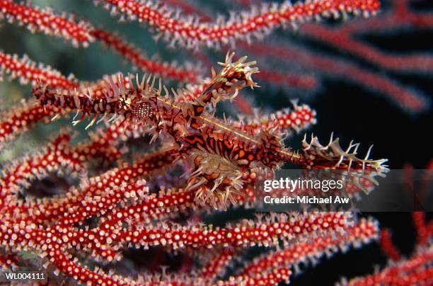 ornate ghost pipefish - soft coral stock-fotos und bilder