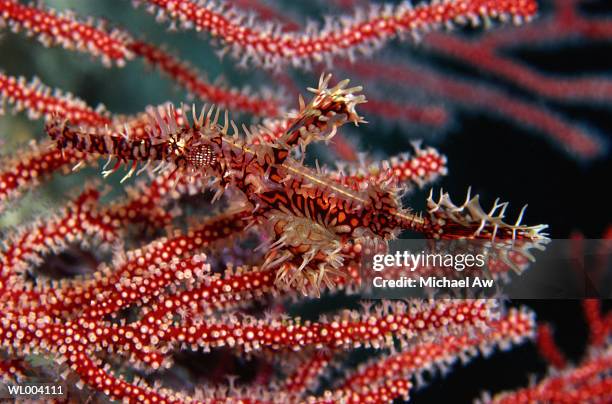 ornate ghost pipefish - インド太平洋 ストックフォトと画像