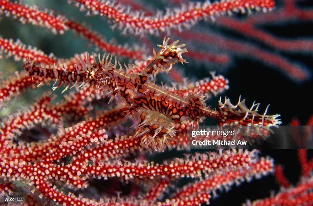 Ornate Ghost Pipefish