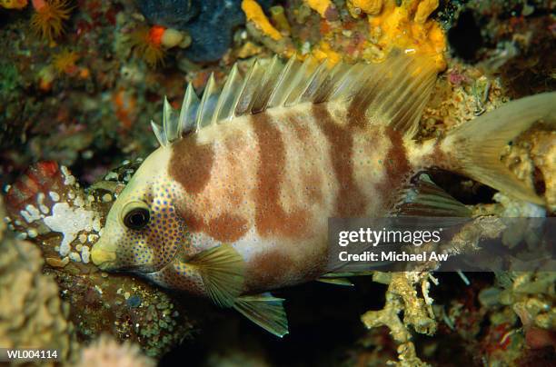 juvenile rabbitfish - animal stage stockfoto's en -beelden