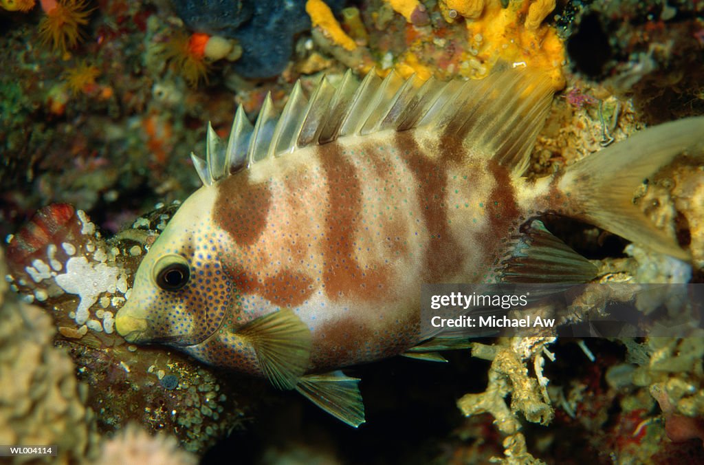 Juvenile Rabbitfish