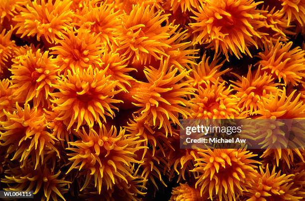 orange tubastraea hard coral - michael stock-fotos und bilder