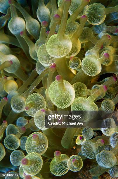 close-up of bulb tentacle sea anemone - インド洋諸島 ストックフォトと画像