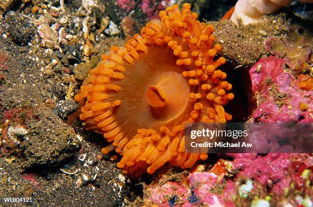 orange anemone - michael stock-fotos und bilder