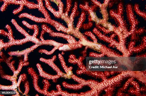 allied cowrie shell on gorgonian fan - allied cowrie stock pictures, royalty-free photos & images