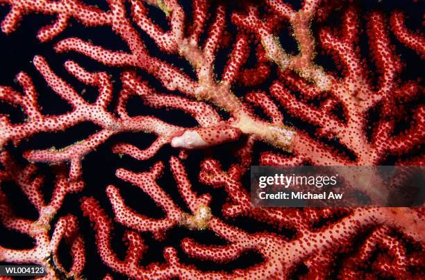 allied cowrie shell on gorgonian fan - soft coral stock pictures, royalty-free photos & images