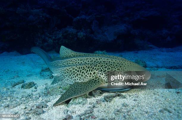 leopard shark - elasmobranch stockfoto's en -beelden