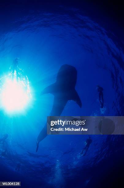 whale shark - michael ストックフォトと画像