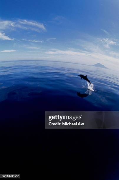 dolphin jumping - aquatic mammal stock pictures, royalty-free photos & images