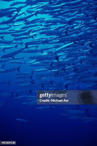 barracuda - インド洋諸島 ストックフォトと画像