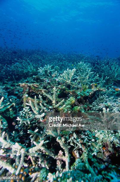 hard coral - wirbelloses tier stock-fotos und bilder