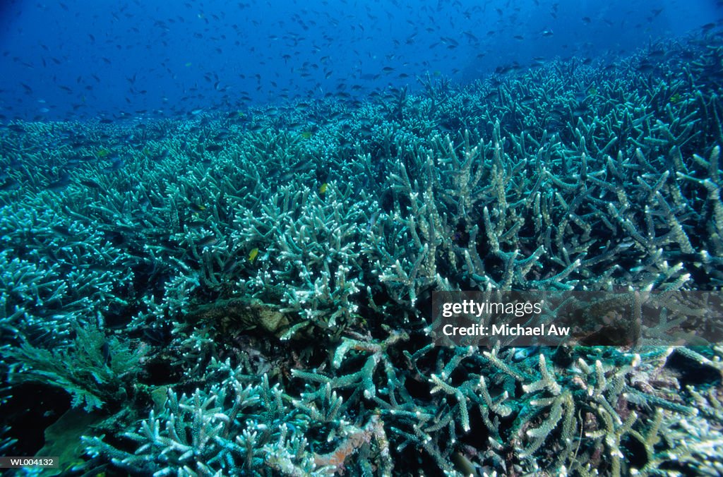 Hard Coral