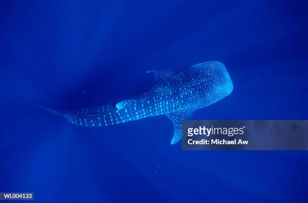 whale shark - michael stock-fotos und bilder
